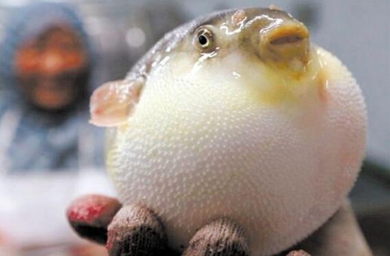 洋葱肉末土豆团的做法_太阳成集团tyc7111cc(图1) 太阳成集团tyc7111cc