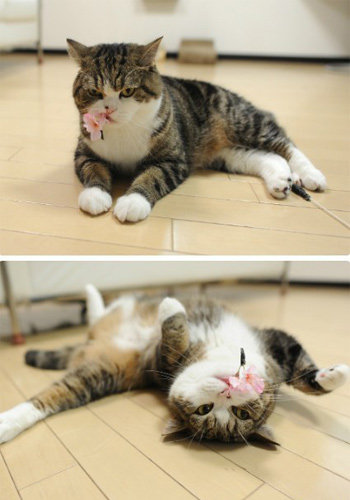 太阳成集团tyc7111cc