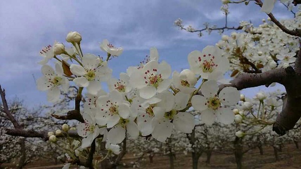 #第四届烘焙大赛暨是爱吃节#黑芝麻贝果三明治的做法_太阳成集团tyc7111cc(图2) 太阳成集团tyc7111cc