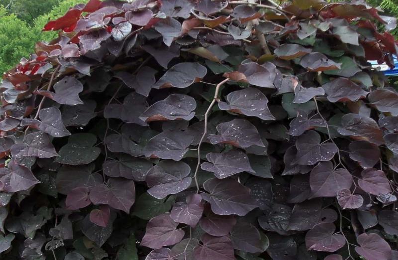 太阳成集团tyc7111cc