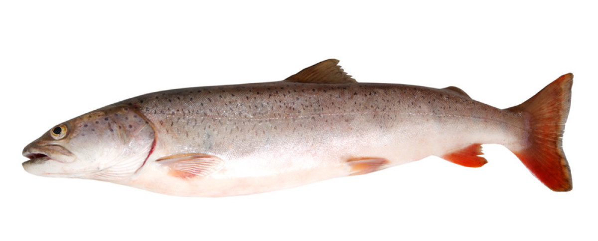 太阳成集团tyc7111cc