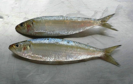 太阳成集团tyc7111cc