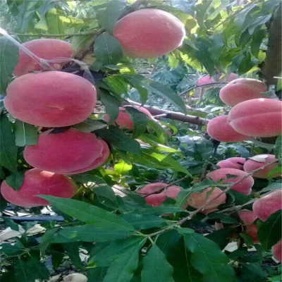 太阳成集团tyc7111cc:
开元曼居公司2020年度线上总司理年会顺利举行(图1) 太阳成集团tyc7111cc